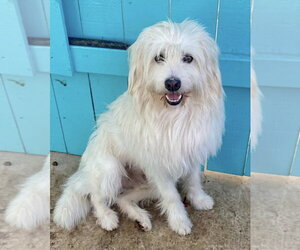 Tibetan Terrier-Unknown Mix Dogs for adoption in Newport Beach, CA, USA