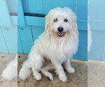 Bones - Male Tibetan Terrier-Unknown Mix Dog for Adoption - Small photo