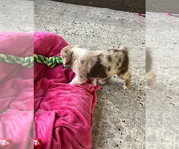 Medium Photo #5 Australian Shepherd Puppy For Sale in MOSELLE, MS, USA