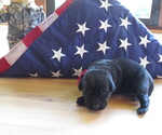 Puppy Puppy 3 Labrador Retriever
