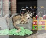 Small #1 Siberian Husky