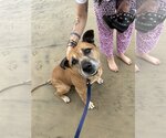 Small #1 American Pit Bull Terrier Mix