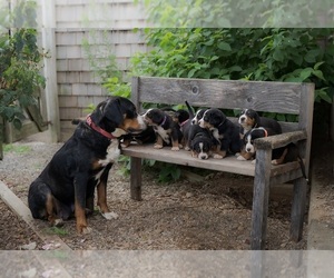 Greater Swiss Mountain Dog Litter for sale in FAR HILLS, NJ, USA