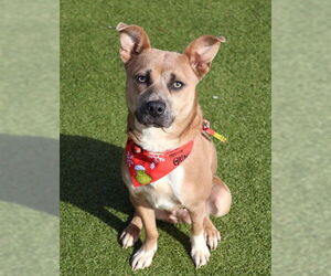 Australian Kelpie Mix Dog for Adoption in Rockaway, New Jersey USA