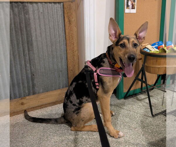 Medium Photo #2 Catahoula Leopard Dog-Unknown Mix Puppy For Sale in St. Louis Park, MN, USA