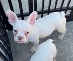 Small #3 French Bulldog