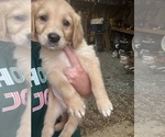 Puppy Orange Golden Retriever