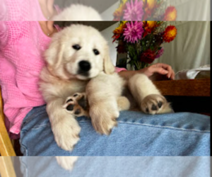 English Cream Golden Retriever Puppy for Sale in JUNCTION CITY, Oregon USA