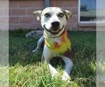 Small American Staffordshire Terrier-Huskies  Mix