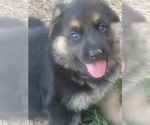 Small Photo #3 German Shepherd Dog Puppy For Sale in COLUMBIA, SC, USA