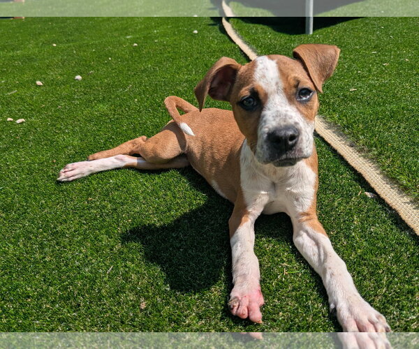 Medium Photo #1 Boxer-Unknown Mix Puppy For Sale in Calhoun, GA, USA