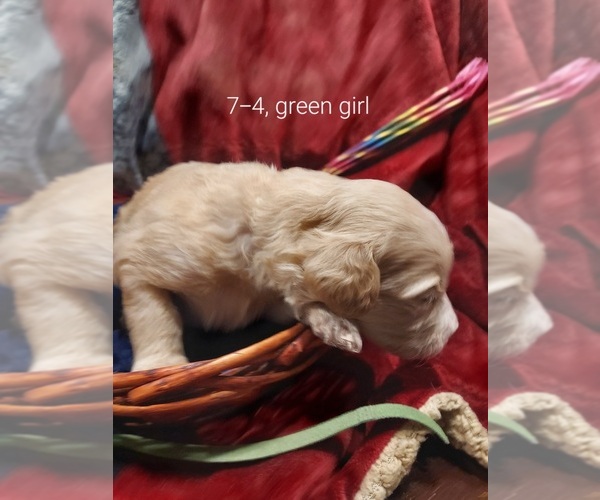 Medium Photo #56 Bordoodle Puppy For Sale in COPPERAS COVE, TX, USA