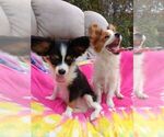 Small Photo #2 Papillon Puppy For Sale in OLA, AR, USA