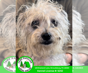 Mutt Dogs for adoption in Stroudsburg, PA, USA