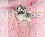 Small #5 Pomeranian