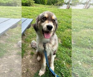 Australian Shepherd-Collie Mix Dogs for adoption in Columbus, IN, USA