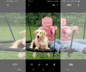 Mother of the Golden Retriever puppies born on 12/15/2022