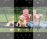Small Photo #1 Golden Retriever Puppy For Sale in CUB RUN, KY, USA