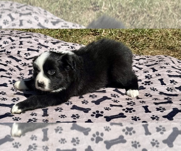 Medium Photo #4 Australian Shepherd Puppy For Sale in SALISBURY, NC, USA
