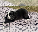 Small #3 Australian Shepherd