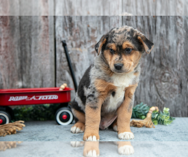 Medium Photo #2 Australian Cattle Dog-Miniature Australian Shepherd Mix Puppy For Sale in SULLIVAN, OH, USA