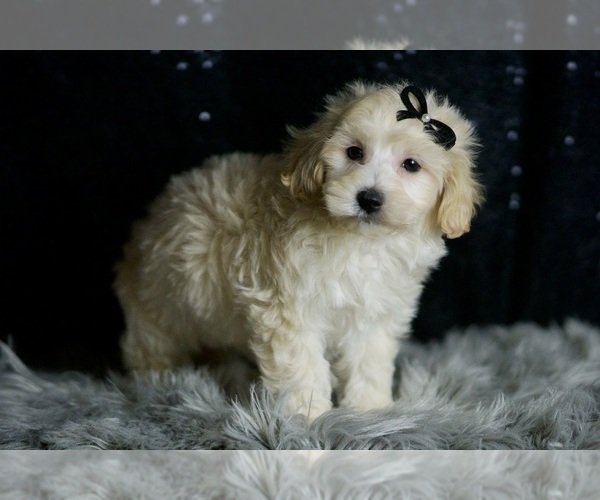 Medium Photo #37 Maltipoo (Miniature) Puppy For Sale in WARSAW, IN, USA
