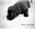 Small Photo #10 Labrador Retriever Puppy For Sale in ACWORTH, GA, USA