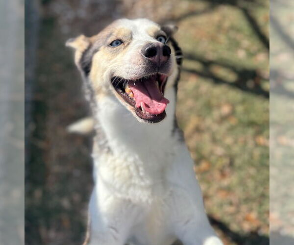 Medium Photo #1 Siberian Husky Puppy For Sale in Texas City, TX, USA