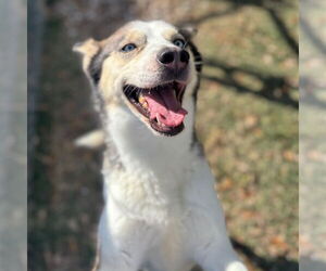 Siberian Husky Dogs for adoption in Texas City, TX, USA