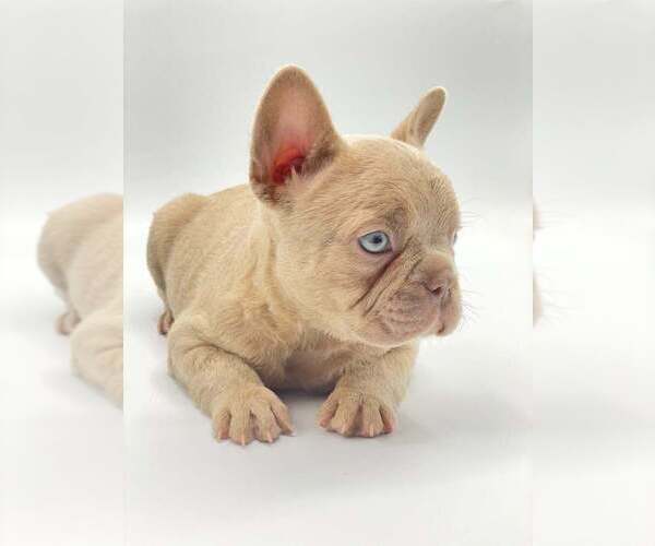 Medium Photo #2 French Bulldog Puppy For Sale in KENILWORTH, IL, USA