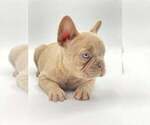 Small #1 French Bulldog