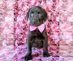 Small Photo #2 Labrador Retriever Puppy For Sale in NOTTINGHAM, PA, USA