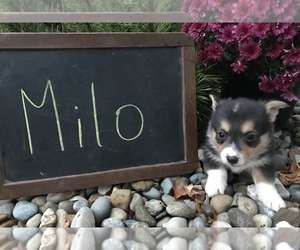 Pembroke Welsh Corgi Puppy for sale in ARCOLA, IL, USA
