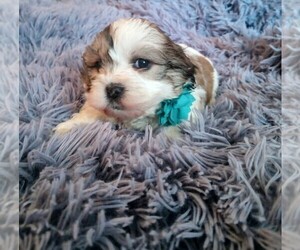 Cock-A-Tzu Puppy for sale in WYTOPITLOCK, ME, USA