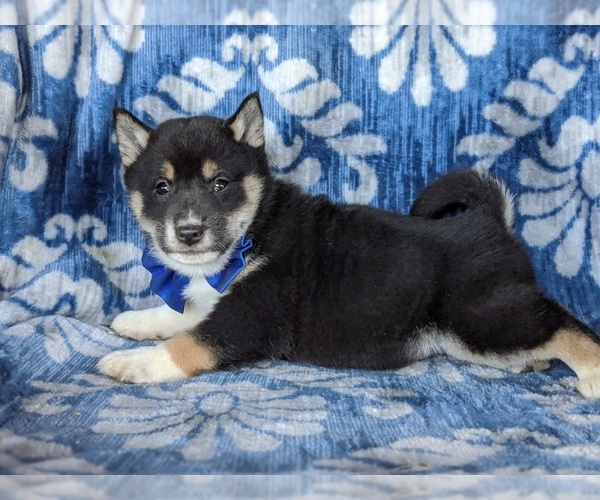 Medium Photo #4 Shiba Inu Puppy For Sale in PEACH BOTTOM, PA, USA