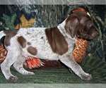 Small Photo #4 German Shorthaired Pointer Puppy For Sale in ELBERTA, AL, USA