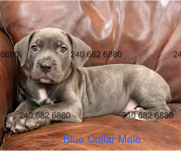 Medium Photo #3 Cane Corso Puppy For Sale in LA PLATA, MD, USA