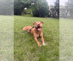 Mutt Dogs for adoption in Alexandria, VA, USA