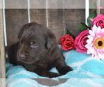 Small Photo #21 Labrador Retriever Puppy For Sale in GREENWOOD, WI, USA