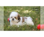 Small #19 Shih Tzu