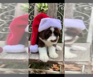 Aussiedoodle Puppy for sale in MOUNTAIN VIEW, AR, USA