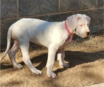 Small Photo #3 Dogo Argentino Puppy For Sale in ALBUQUERQUE, NM, USA