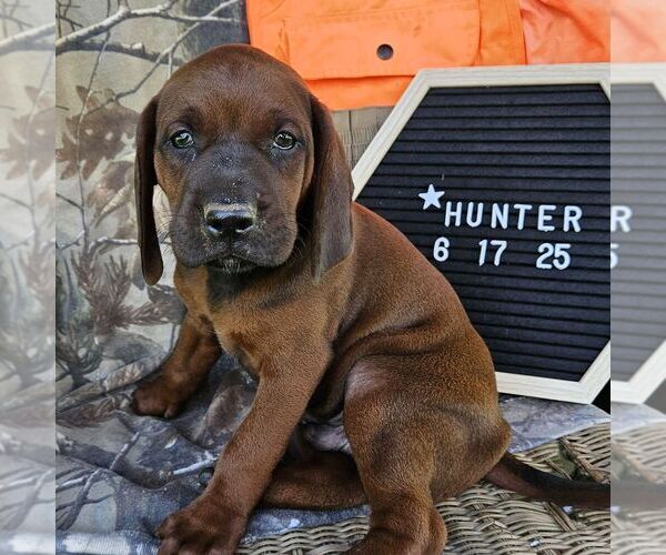 Medium Photo #2 Redbone Coonhound Puppy For Sale in DENVER, PA, USA