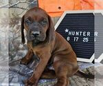 Small #1 Redbone Coonhound