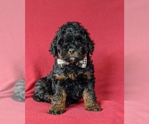 Irish Doodle Puppy for sale in PEACH BOTTOM, PA, USA