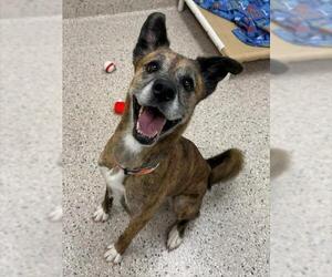 Holland Shepherd-Unknown Mix Dogs for adoption in Brighton, CO, USA