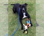 Small American Staffordshire Terrier