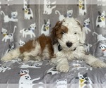 Small #8 Aussiedoodle