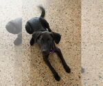 Small #1 Labrador Retriever Mix