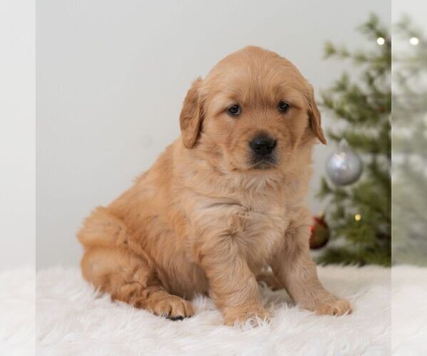 Medium Photo #4 Golden Retriever Puppy For Sale in NEWPORT, PA, USA
